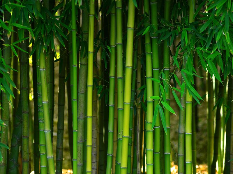 bamboo from Nationwide Carpet in Mount Juliet